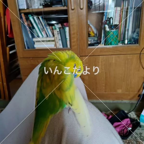 コメントの画像