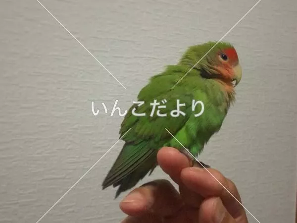 コメントの画像