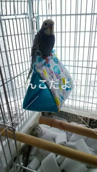 コメントの画像