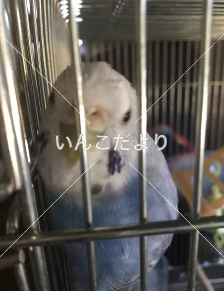 コメントの画像