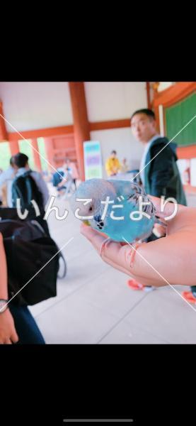 コメントの画像