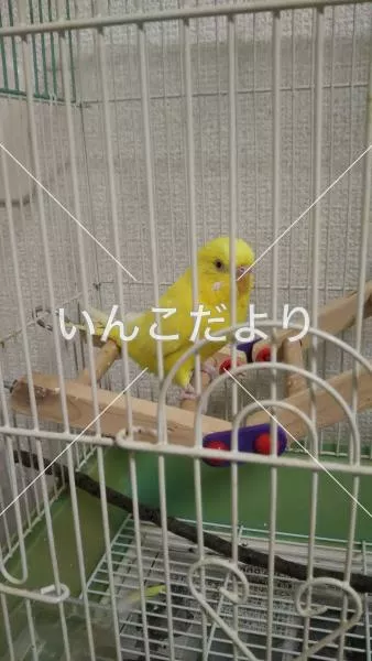 コメントの画像