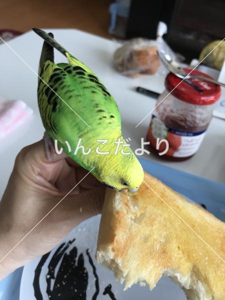 コメントの画像
