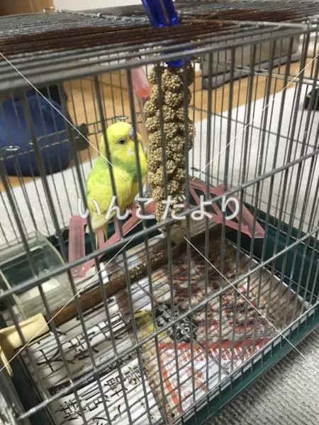 コメントの画像