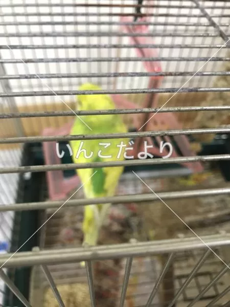 コメントの画像