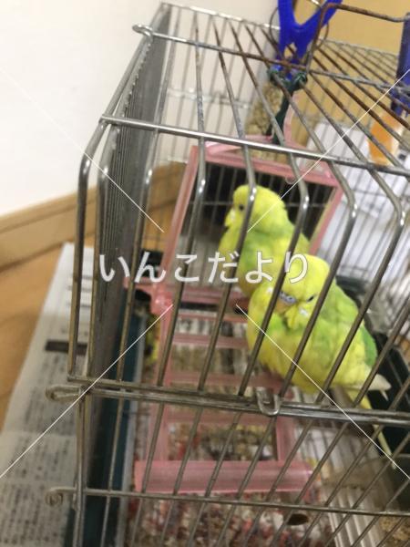 コメントの画像