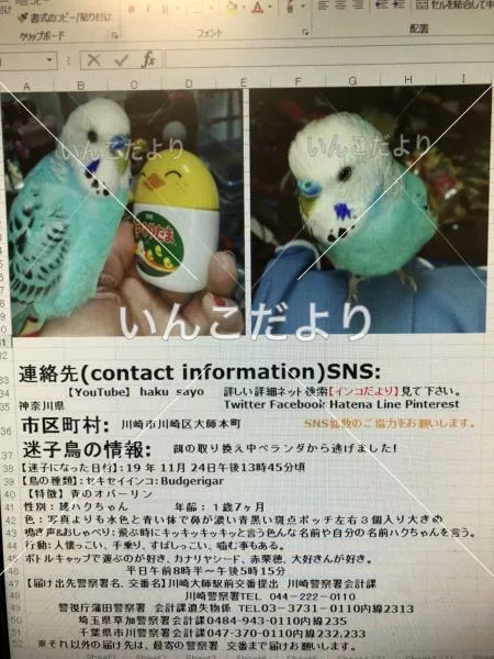 コメントの画像