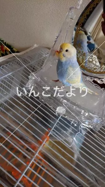 コメントの画像