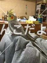 コメントの画像