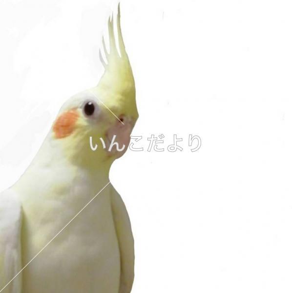 コメントの画像