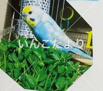 コメントの画像