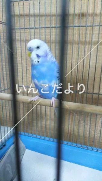 コメントの画像