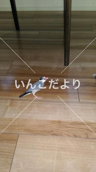 コメントの画像