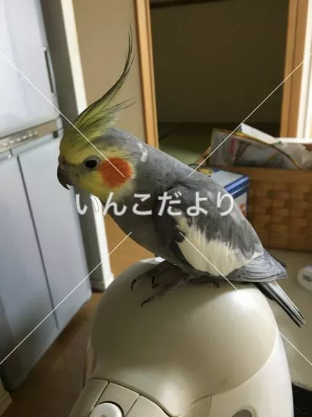 コメントの画像