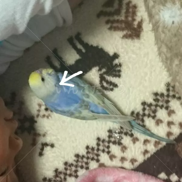 コメントの画像