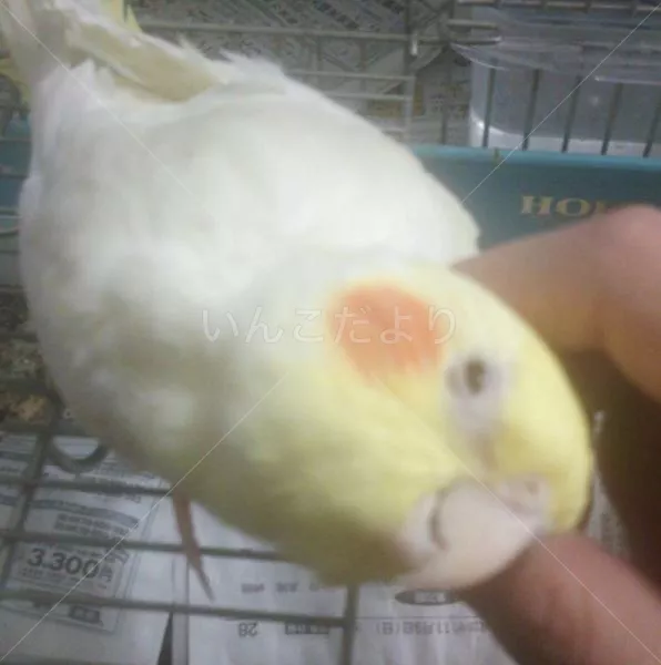 コメントの画像