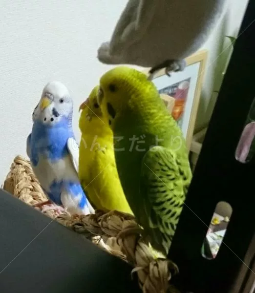 コメントの画像