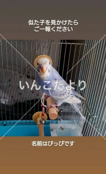 コメントの画像