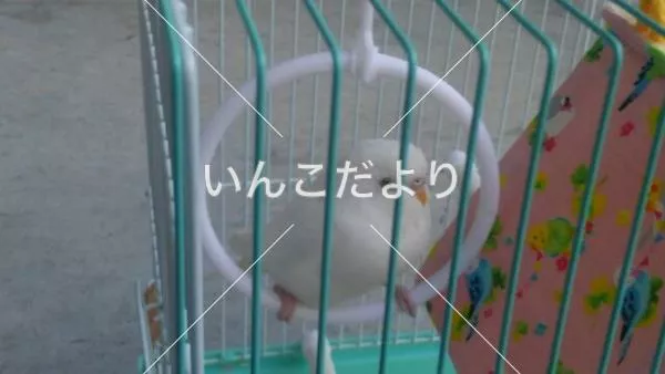 コメントの画像