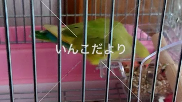 コメントの画像