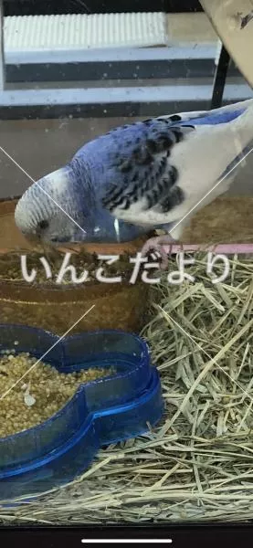 コメントの画像