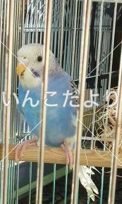 コメントの画像