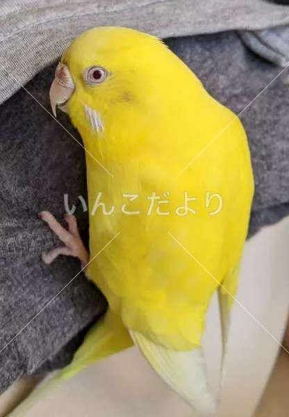 コメントの画像