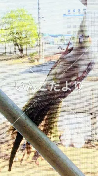 コメントの画像