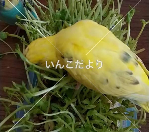 コメントの画像