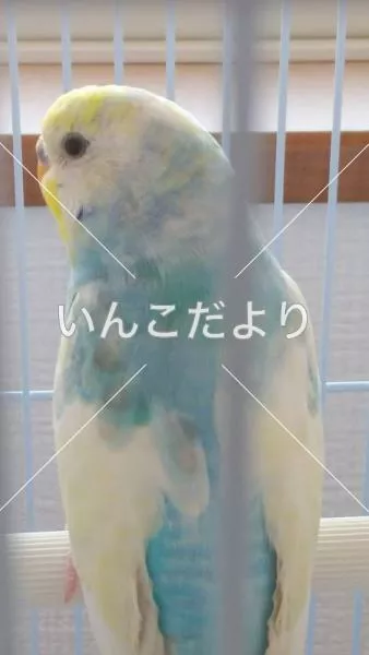 コメントの画像