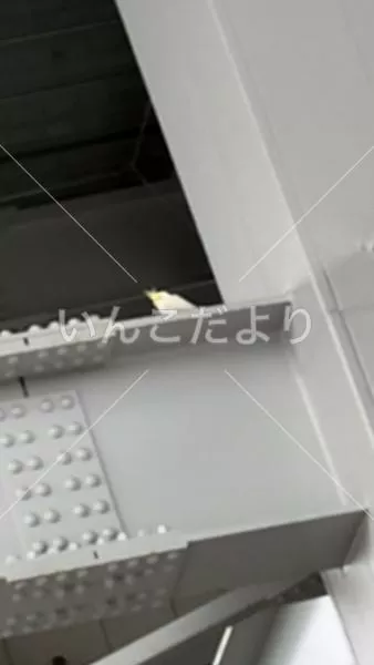 コメントの画像