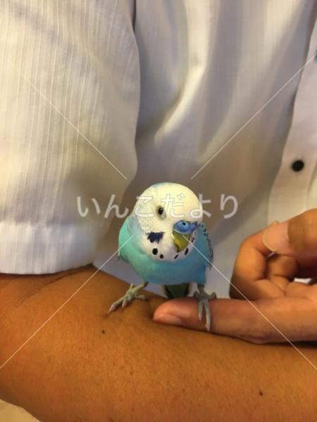 コメントの画像