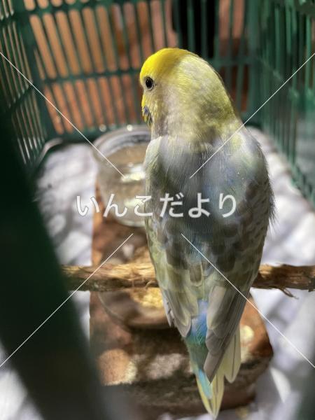 コメントの画像