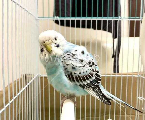 コメントの画像