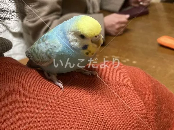 コメントの画像