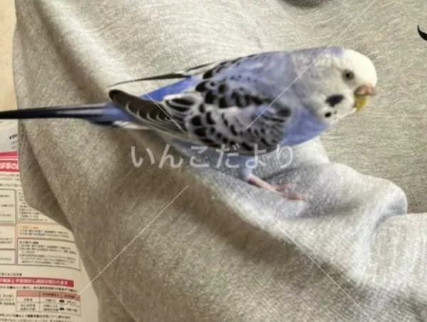 コメントの画像