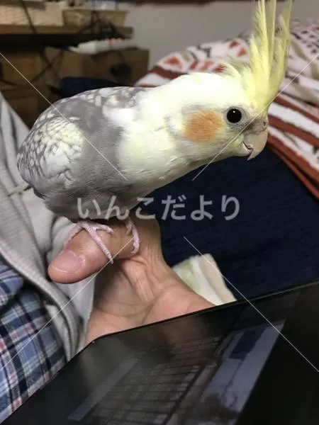 コメントの画像