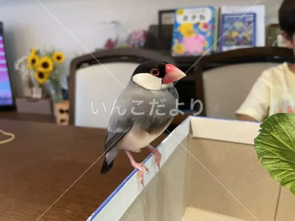 コメントの画像