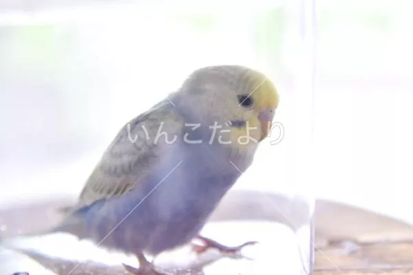 コメントの画像