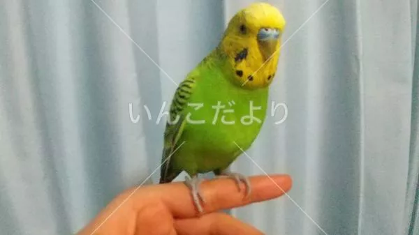 コメントの画像