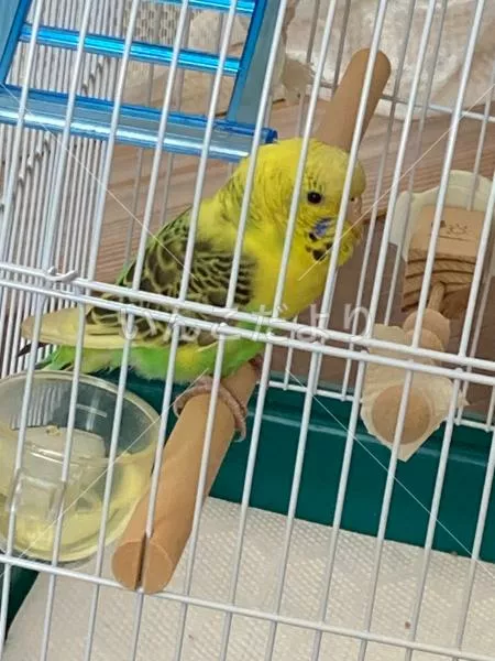 コメントの画像