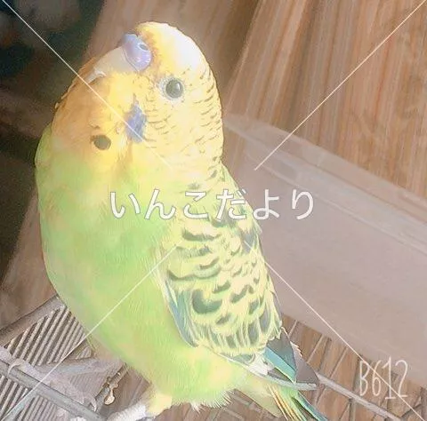 コメントの画像