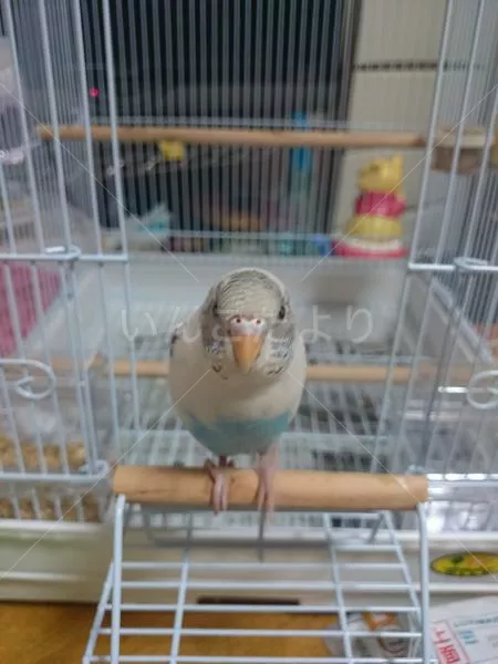 コメントの画像