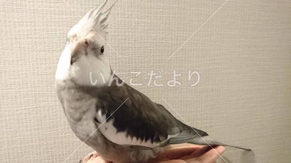 コメントの画像