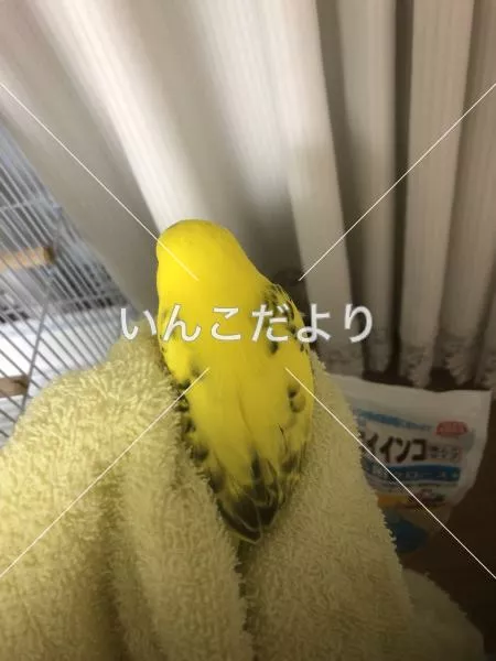 コメントの画像