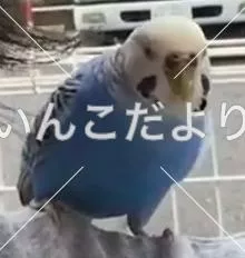 コメントの画像