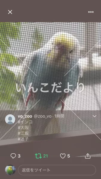 コメントの画像