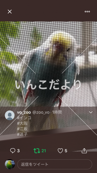コメントの画像
