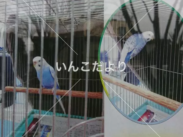 コメントの画像