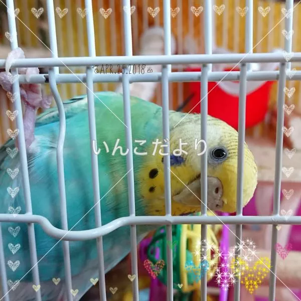 コメントの画像